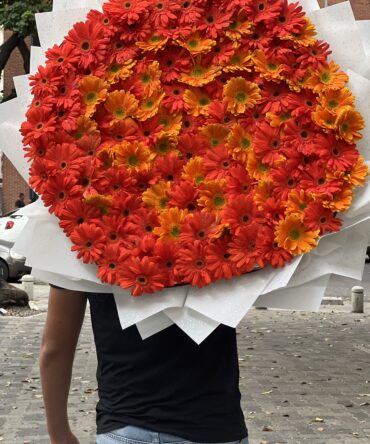 100 gerberas en tonos naranja