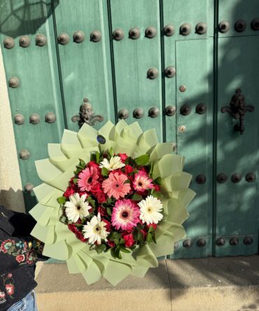 Oliva gerbera